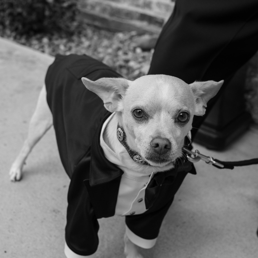 Black and White Dog Tuxedo